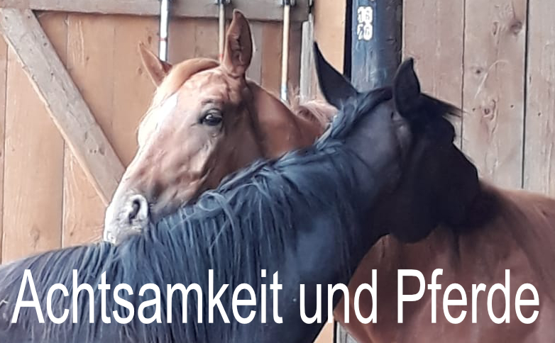 Achtsamkeit und Pferde